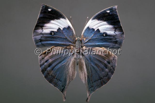 kallima albofasciata.JPG - Kallima albofasciataLepidoptera, NymphalidaeInde
